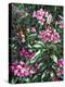 Annas and Rhodies-Jeff Tift-Premier Image Canvas