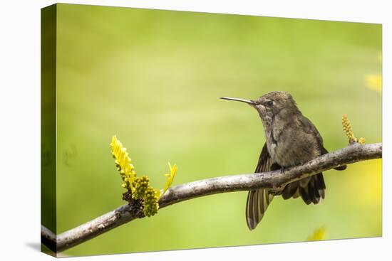 Annas Hummingbird Perched on the Branch of a Honey Locust Tree-Michael Qualls-Premier Image Canvas