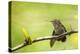 Annas Hummingbird Perched on the Branch of a Honey Locust Tree-Michael Qualls-Premier Image Canvas