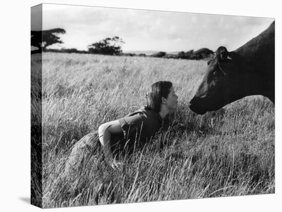 Anne and Aberdeen Angus-null-Premier Image Canvas