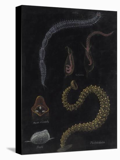 Annelid Worms-Philip Henry Gosse-Premier Image Canvas