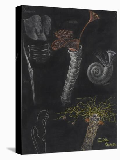 Annelida: Segmented Worms-Philip Henry Gosse-Premier Image Canvas