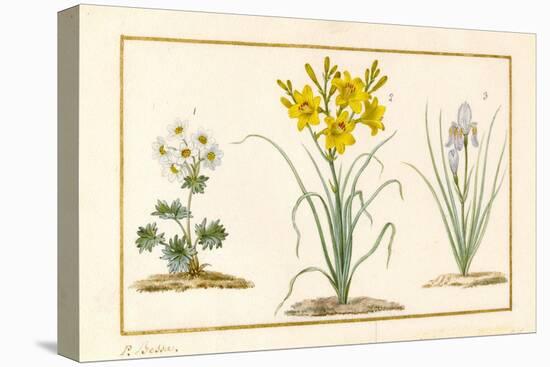 Annemone, Hemerocale and Iris (Detail) (Graphite, W/C and Bodycolour on Vellum)-Pancrace Bessa-Premier Image Canvas