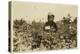Annie Bissie Picking Berries in the Fields Near Baltimore, Maryland, 1909-Lewis Wickes Hine-Premier Image Canvas