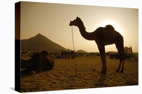 Annual Pushkar Camel Festival, Rajasthan, Pushkar, India-David Noyes-Premier Image Canvas
