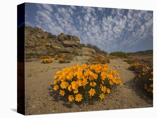Annual Spring Wild Daisies, Namaqualand, Northern Cape, South Africa, Africa-Steve & Ann Toon-Premier Image Canvas