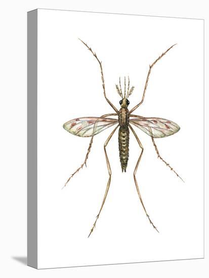 Anopheles Mosquito (Anopheles Quadrimaculatus), Insects-Encyclopaedia Britannica-Stretched Canvas