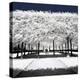 Another Look - Paris-Philippe Hugonnard-Premier Image Canvas