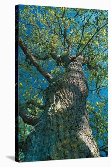Another Spring For Old Tree Stretched Canvas Print By Art Com