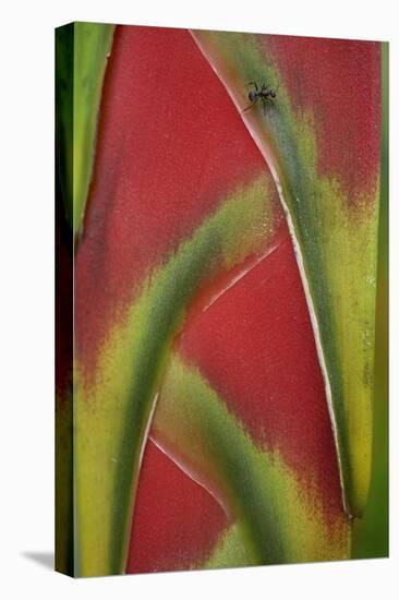 Ant on Heliconia , Costa Rica-Tim Fitzharris-Stretched Canvas