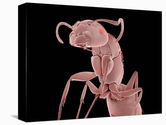 Ant-Micro Discovery-Premier Image Canvas