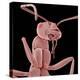 Ant-Micro Discovery-Premier Image Canvas