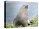 Antarctic Fur Seal (Arctocephalus gazella). Bull in typical Tussock Grass habitat.-Martin Zwick-Premier Image Canvas