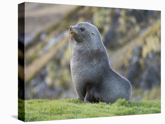 Antarctic Fur Seal (Arctocephalus gazella) bull. South Georgia Island-Martin Zwick-Premier Image Canvas