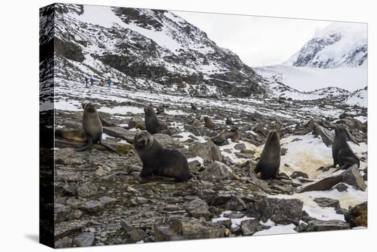 Antarctic fur seal (Arctocephalus gazella) colony, Coronation Island, South Orkney Islands, Antarct-Michael Runkel-Premier Image Canvas
