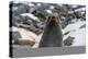 Antarctic fur seal (Arctocephalus gazella), Coronation Island, South Orkney Islands, Antarctica, Po-Michael Runkel-Premier Image Canvas