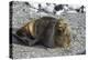 Antarctic fur seal (Arctocephalus gazella), Gourdin Island, Antarctica, Polar Regions-Michael Runkel-Premier Image Canvas