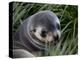 Antarctic Fur Seal (Arctocephalus Gazella), Husvik Island, Antarctic, Polar Regions-Thorsten Milse-Premier Image Canvas