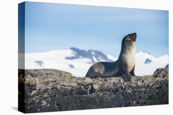 Antarctic fur seal (Arctocephalus gazella), Salisbury plain, South Georgia, Antarctica, Polar Regio-Michael Runkel-Premier Image Canvas