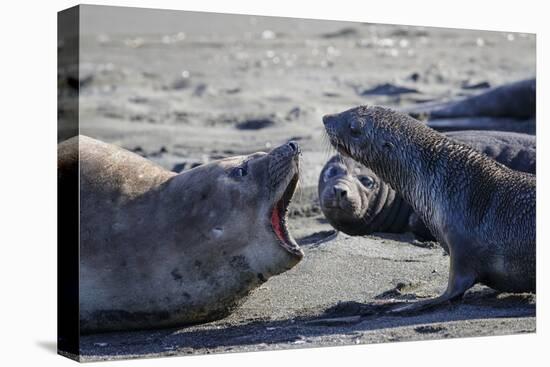 Antarctic fur seal, mother warning off curious juvenile. Gold Harbour, South Georgia-Tony Heald-Premier Image Canvas