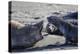 Antarctic fur seal, mother warning off curious juvenile. Gold Harbour, South Georgia-Tony Heald-Premier Image Canvas