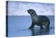 Antarctic Fur Seal Walking in Shallow Water-DLILLC-Premier Image Canvas