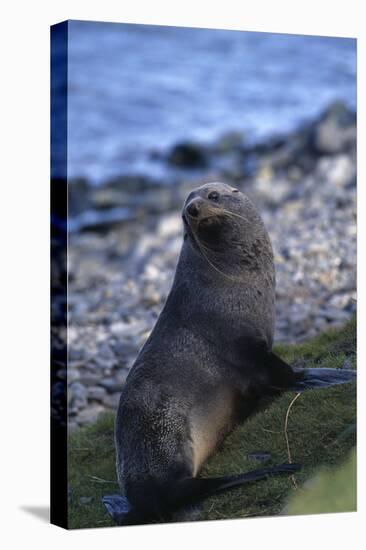 Antarctic Fur Seal-DLILLC-Premier Image Canvas