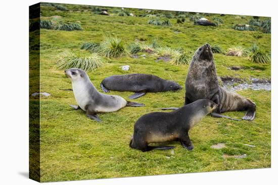 Antarctic fur seals (Arctocephalus gazella), Grytviken, South Georgia, Antarctica-Michael Runkel-Premier Image Canvas