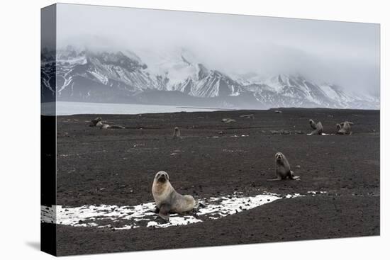 Antarctic fur seals (Arctocephalus gazella) on the beach, Deception Island, Antarctica, Polar Regio-Sergio Pitamitz-Premier Image Canvas