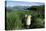 Antarctic Fur Seals Relaxing in Tussock Grass-Paul Souders-Premier Image Canvas