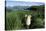 Antarctic Fur Seals Relaxing in Tussock Grass-Paul Souders-Premier Image Canvas