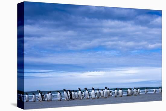 Antarctic, Gentoo penguin group-George Theodore-Premier Image Canvas