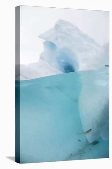 Antarctic Iceberg with Krill, Split View-Louise Murray-Premier Image Canvas