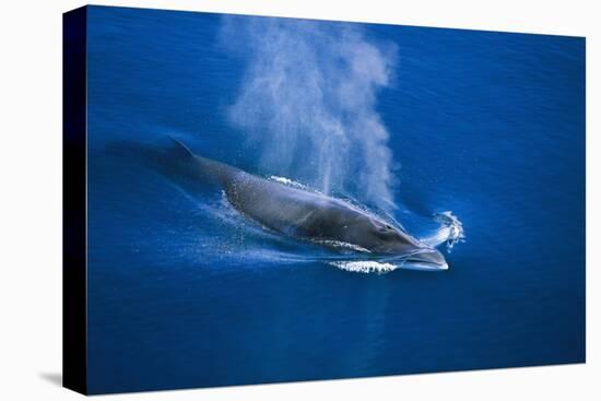 Antarctic Minke Whale Surfacing-null-Premier Image Canvas