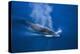 Antarctic Minke Whale Surfacing-null-Premier Image Canvas