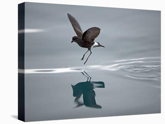 Antarctic Peninsula, Hope Bay, Wilson's Storm Petrel Seems to Walk across Surface of Water-Mark Hannaford-Premier Image Canvas