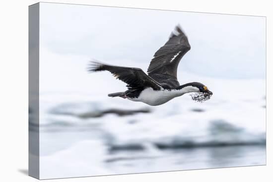 Antarctic shag (Leucocarbo bransfieldensis) taking flight with nesting material at Port Lockroy-Michael Nolan-Premier Image Canvas