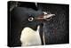 Antarctica. Adelie Penguin Gathers a Pebble for a Nest-Janet Muir-Premier Image Canvas