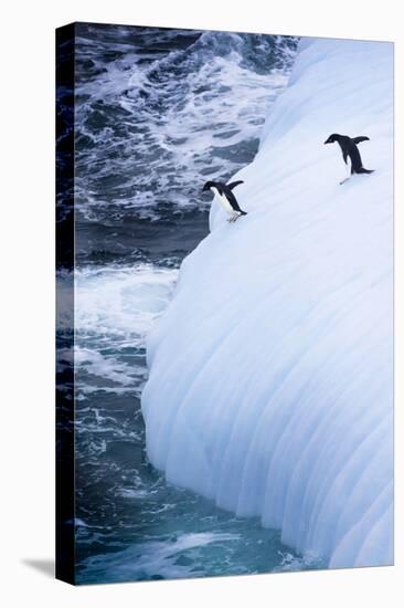 Antarctica. Adelie Penguins Jump of an Iceberg-Janet Muir-Premier Image Canvas