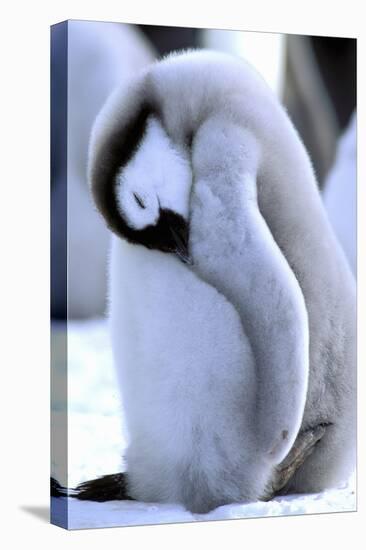 Antarctica, Antarctic Peninsula, Weddell Sea, Atka Bay. Emperor Penguin-Pete Oxford-Premier Image Canvas