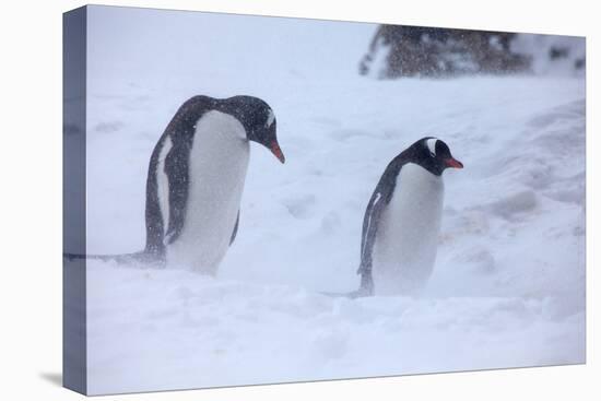 Antarctica, Brown Bluff, Gentoo Penguins in Snow Storm-Hollice Looney-Premier Image Canvas