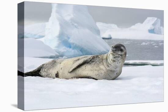 Antarctica. Charlotte Bay. Leopard Seal Sleeping on an Ice Floe-Inger Hogstrom-Premier Image Canvas