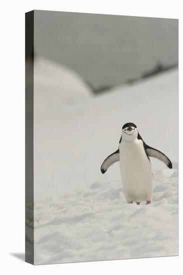 Antarctica, Chinstrap, Penguin-George Theodore-Premier Image Canvas