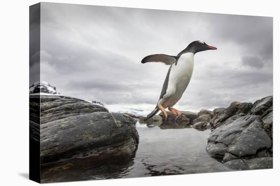 Antarctica, Cuverville Island, Gentoo Penguin leaping across channel along rocky shoreline.-Paul Souders-Premier Image Canvas