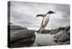 Antarctica, Cuverville Island, Gentoo Penguin leaping across channel along rocky shoreline.-Paul Souders-Premier Image Canvas