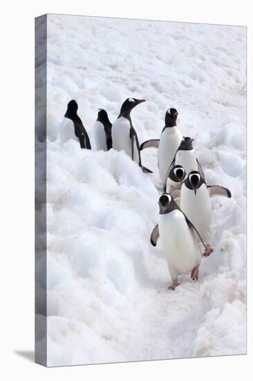 Antarctica, Cuverville Island, Gentoo Penguins walking through the snow-Hollice Looney-Premier Image Canvas