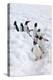 Antarctica, Cuverville Island, Gentoo Penguins walking through the snow-Hollice Looney-Premier Image Canvas