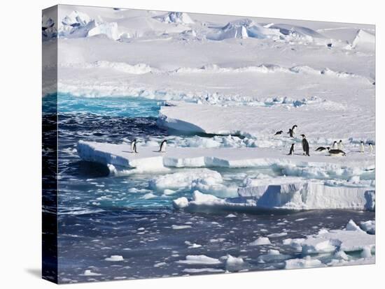 Antarctica. Emperor and Adelie Penguins on the Edge of an Ice Shelf-Janet Muir-Premier Image Canvas