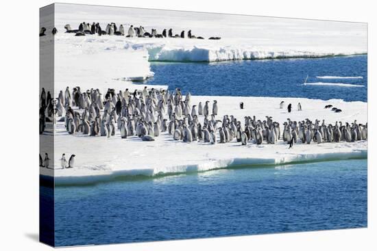 Antarctica. Emperor Penguin Chicks at the Edge of an Ice Shelf-Janet Muir-Premier Image Canvas