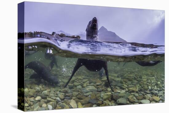 Antarctica Fur Seal Pup (Arctocephalus Gazella), South Georgia, Polar Regions-Michael Nolan-Premier Image Canvas